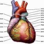 heart-attack-ptsd-public