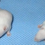 spinal-muscular-atrophy-mice-public