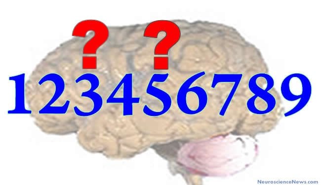 Brain Numbers