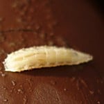 Fruit fly larva is shown.
