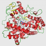 Cytochrome P450 2D6 structure in a 3-D rendering