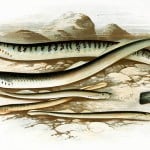 The image shows pencil drawings of sea lampreys by Alexander Francis Lydon.