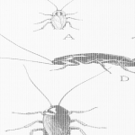 The image shows pencil drawings of common household roaches.