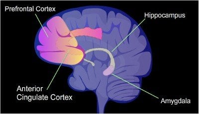 prefrontal-cortex-addiction-PUBLIC - Neuroscience News