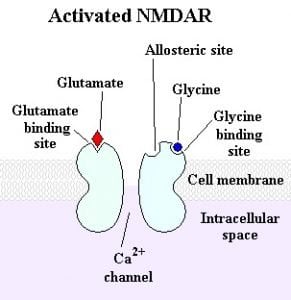 The image is an illustration of an activated NMDA receptor.