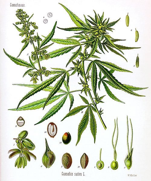 The illustration is of the cannabis sativa plant.