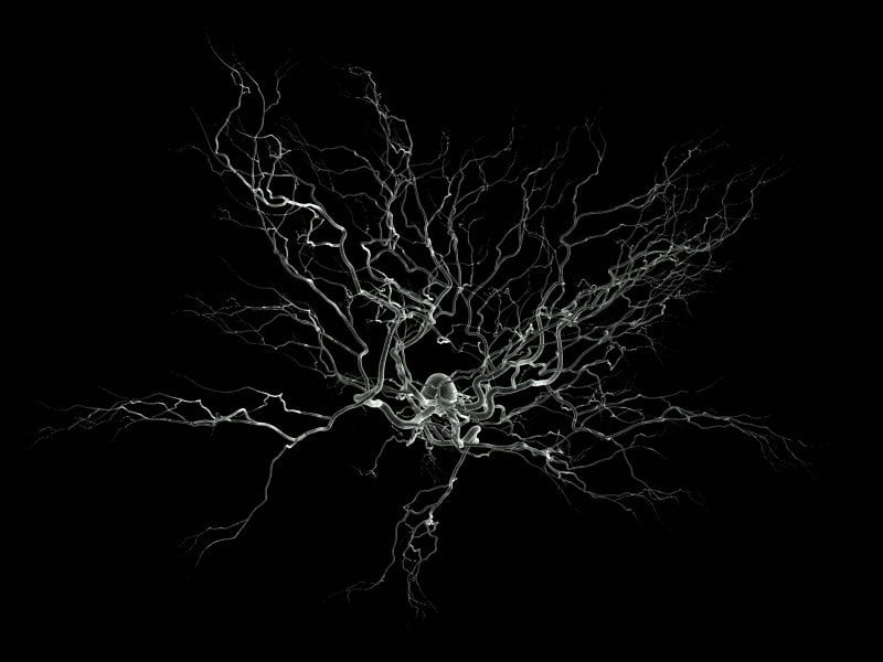 This image shows a neuron with lots of branches.