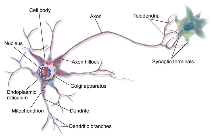 neuron diagram