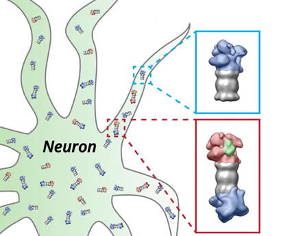This image shows a labeled diagram of a neuron and proteasomes.