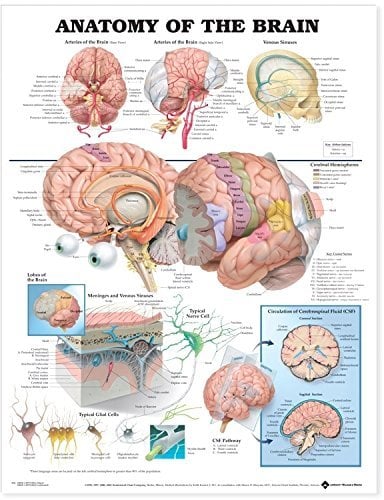 Anatomy of the Brain Anatomical Chart - Neuroscience News