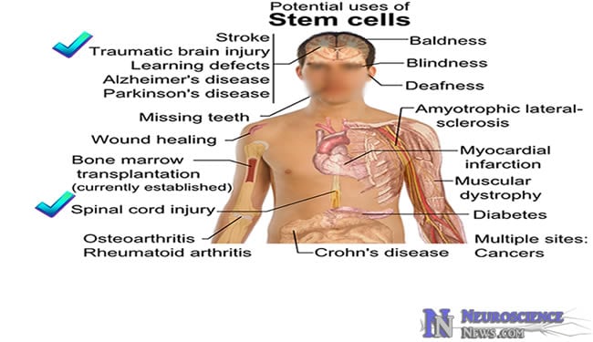 human embryonic stem cells. human embryonic stem cell