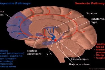 The image shows the dopamine pathway in the brain.