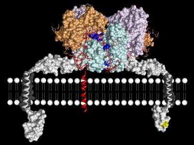 A drawing of Meprin is shown.