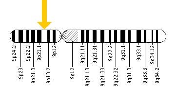 The location of the VCP gene.