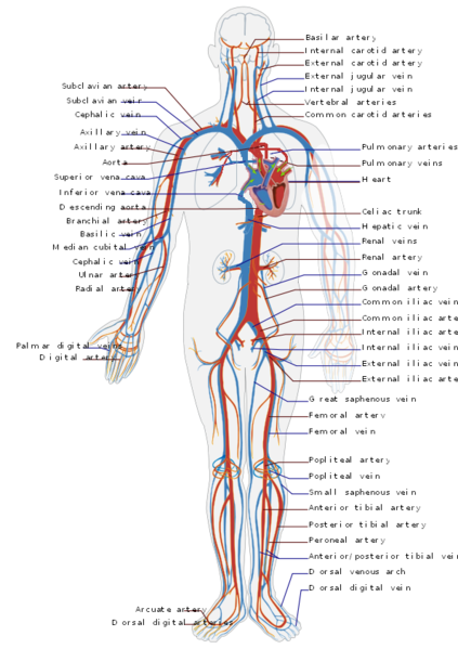 The image shows a modified schematic of the Circulatory system.
