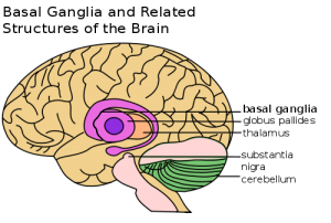 Brain image with the basal ganglia and other brain areas.