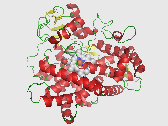 Cytochrome P450 2D6 structure in a 3-D rendering