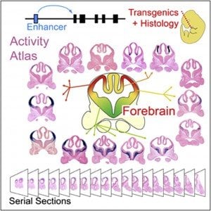 The image shows the atlas activity of the forebrain. The caption describes the image best.