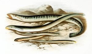 The image shows pencil drawings of sea lampreys by Alexander Francis Lydon.