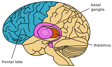 The image shows a computerized image of the brain with the basal ganglia, thalamus and frontal lobe highlighted.