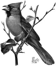 This is a pencil drawing of a cardinal singing.