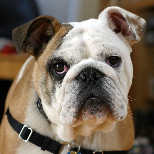 The photograph shows a bulldog with a sad looking face.