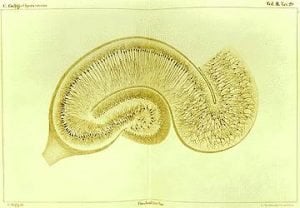 The image is a pencil drawing of the hippocampus.