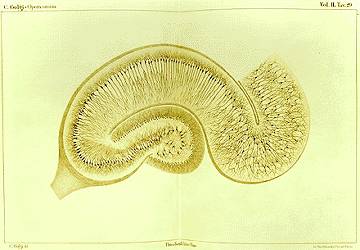 The image is a pencil drawing of the hippocampus.