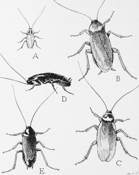 The image shows pencil drawings of common household roaches.