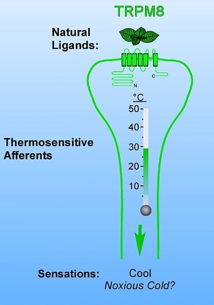 The image shows the thermosensitve afferents of TRPM8.
