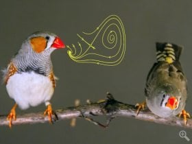 The image shows two small birds sitting on a branch.