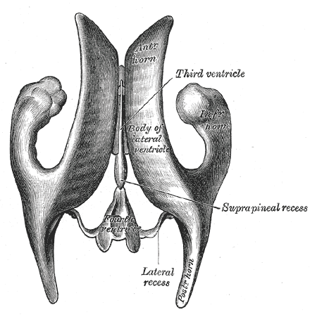 The image shows a diagram of the third ventricle from Gray's Anatomy.