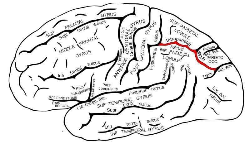The image shows a drawing of the brain with the lateral intraparietal area (LIP) highlighted in red.