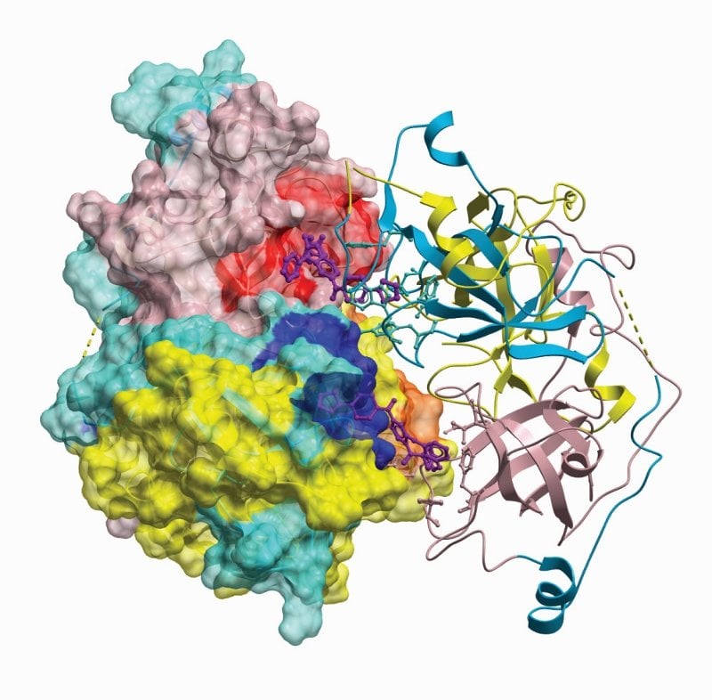 The image appears to show the L3MBTL3 protein. The caption best describes the image.