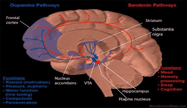 The image shows a diagram of the brain with specific regions of the dopamine and serotonin pathways mapped out.