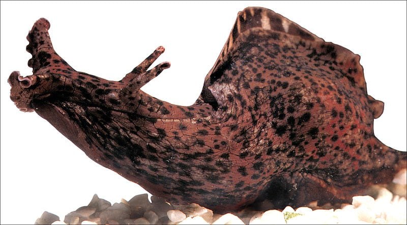 The image shows an Aplysia sea slug.