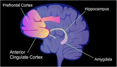 The image shows a diagram of the brain with the prefrontal cortex highlighted.