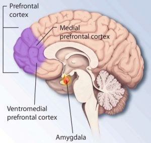 The diagram of the brain highlights the prefrontal cortex, an the area of the brain which is responsible for fear and stress in ptsd.