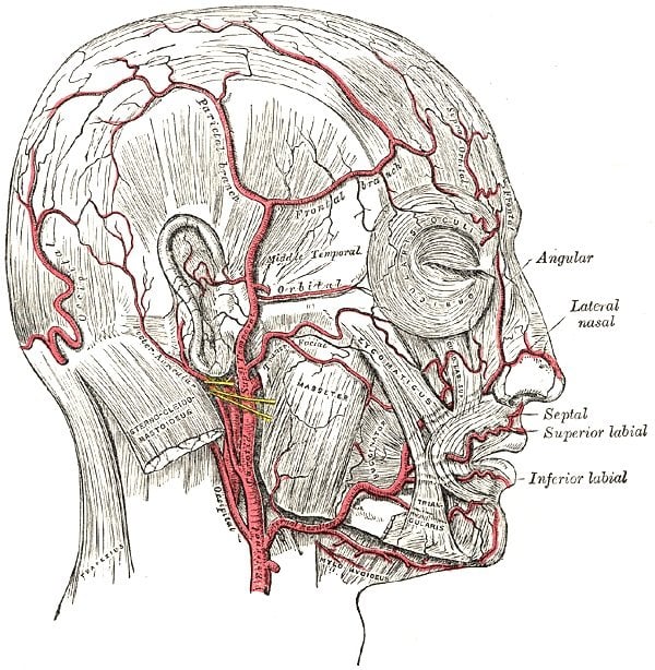 The image shows the vascular anatomy of the head.