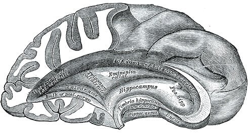 The diagram shows the location of the hippocampus in the brain.