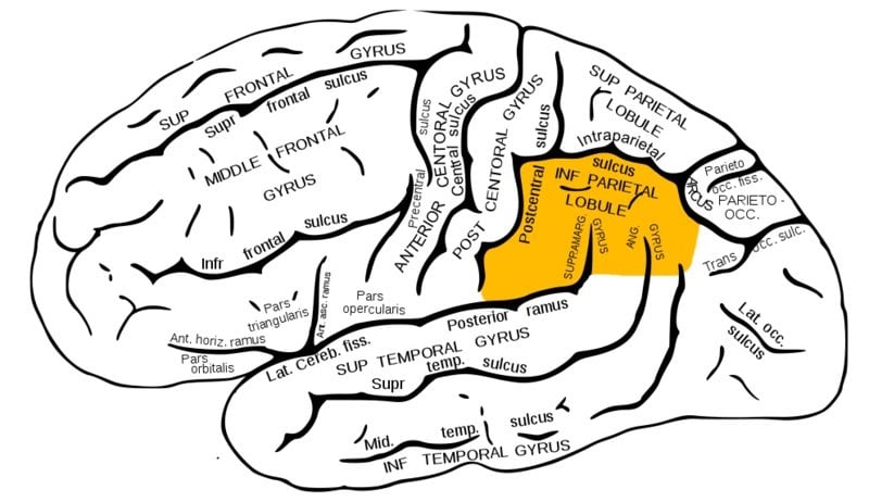 The brain diagram highlights the inferior parietal cortex in orange.