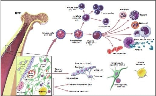 the image shows the difference between Hematopoietic and Stromal Stem Cells.