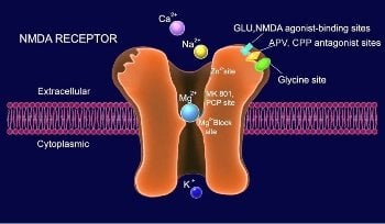 The image shows an NDMA receptor in action.