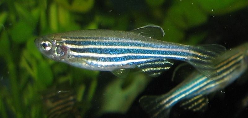 This is a photograph of zebrafish.