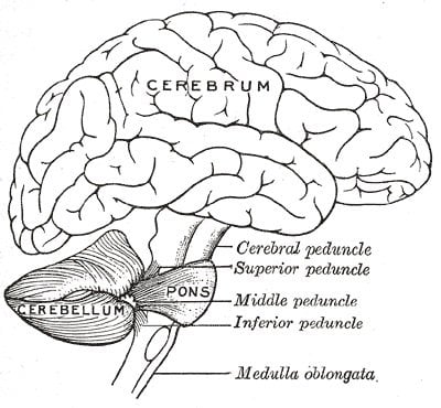 This is a diagram of the cerebellum.