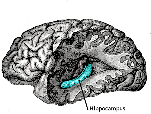The illustration shows the hippocampus in the brain.