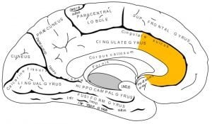 The brain diagram has the anterior cingulate cortex highlighted in yellow.