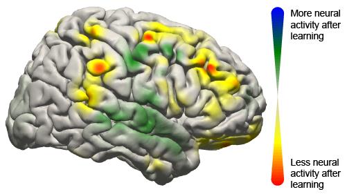 The image shows the activity changes in the brain during the brain machine interface study.
