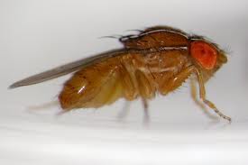 The image is a Drosophila fly.