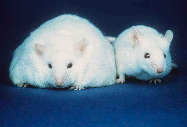 The image shows an obese mouse next to a mouse of normal weight.